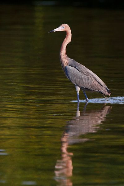 Roodhalsreiger staand in het water, Florida, Verenigde Staten von Wilfred Marissen