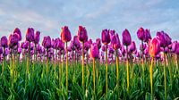 Setting sun over the tulip fields 03