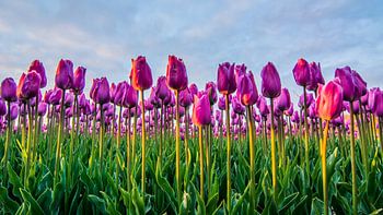 Soleil couchant sur les champs de tulipes 03