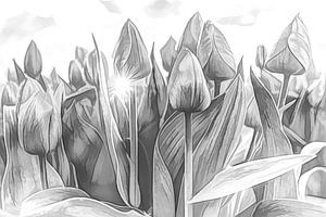 Tulipes