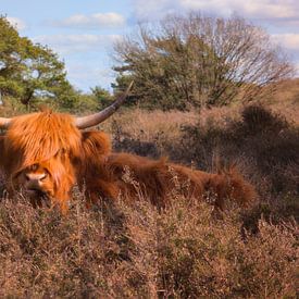 Scottish Highland Cattle in the Wild by Bas Greevink