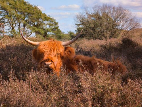 Highlander écossais à l'état sauvage