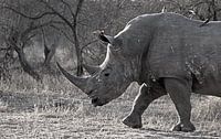 Rhinoceros in South Africa by Discover Dutch Nature thumbnail