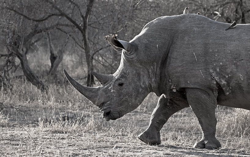 Rhinoceros in South Africa by Discover Dutch Nature