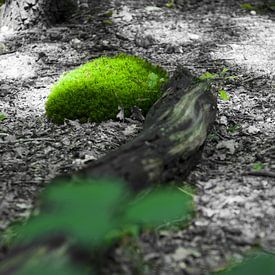 Een zwart-wit en kleuren foto uit het bos. sur Leon Schijf