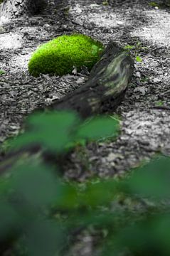 Een zwart-wit en kleuren foto uit het bos. van Leon Schijf