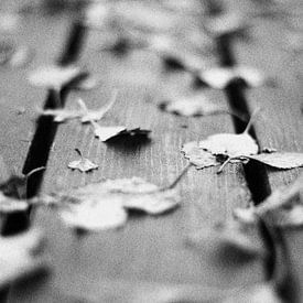 Herfst  van Geertruida van der Ploeg