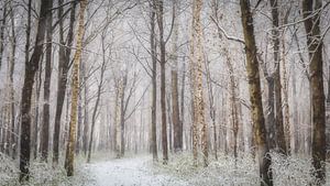 Cotton Snow