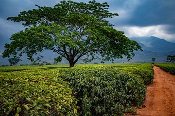 De weg, langs de groene rustgevende boom in Afrika. van Diana Stubbe