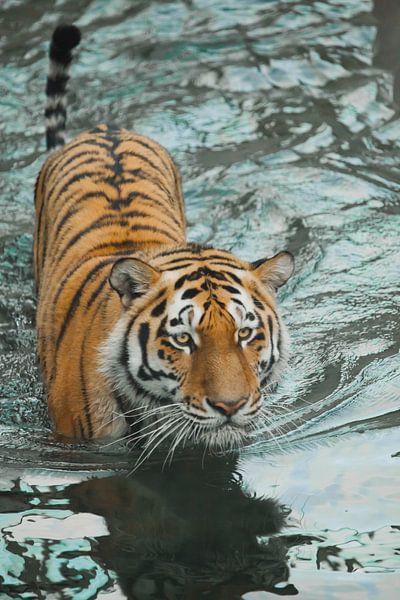 kriecht auf dem Wasser, ein vorsichtiger Blick. junger schöner Tiger mit ausdrucksstarken Augen läuf von Michael Semenov
