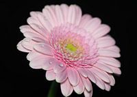 Gerbera-Blüte Nahaufnahme