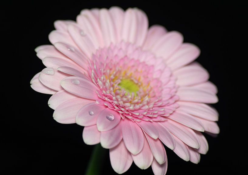 Gerbera flower close up by Tomasz Baranowski