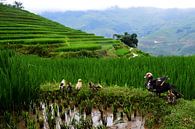 Familie auf den vietnamesischen Reisfeldern von Zoe Vondenhoff Miniaturansicht