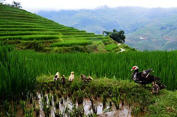 Famille sur les rizières vietnamiennes sur Zoe Vondenhoff