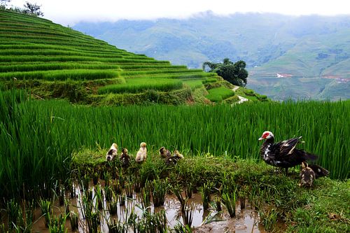 Famille sur les rizières vietnamiennes
