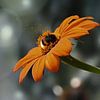 Een hommel op een Mexicaanse zonnebloem (Tithonia diversifolia) van Flower and Art