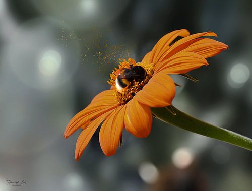 Een hommel op een Mexicaanse zonnebloem (Tithonia diversifolia)