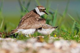 Unter Mutters Flügeln von Dirk v/d Kamp