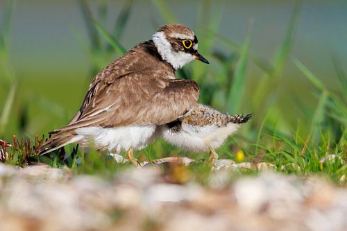 Onder moeders vleugels