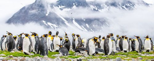 Koningspinguïns op south Georgia