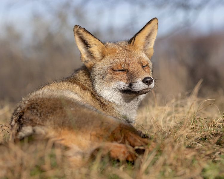 Zen fox by Patrick van Bakkum