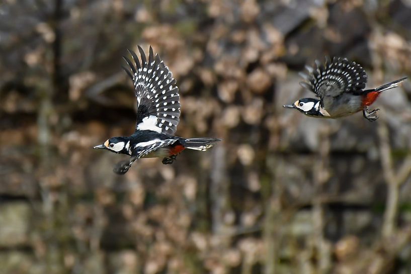 Specht von Henk de Boer