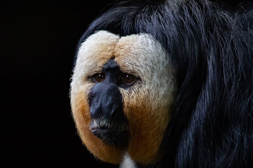 Witgezichtsaki geniet van de dag van Arnold van der Horst