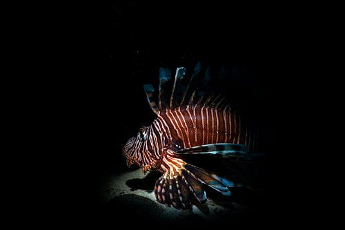 Coral devil by DesignedByJoost