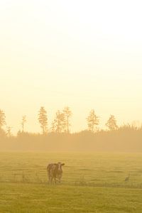 Vache dans un pré au lever du soleil brumeux sur Sjoerd van der Wal Photographie