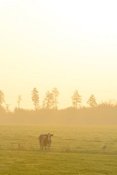 Kuh auf einer Wiese während eines nebligen Sonnenaufgangs von Sjoerd van der Wal Fotografie