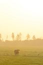 Kuh auf einer Wiese während eines nebligen Sonnenaufgangs von Sjoerd van der Wal Fotografie Miniaturansicht