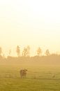 Koe in een wei tijdens een mistige zonsopgang van Sjoerd van der Wal Fotografie thumbnail