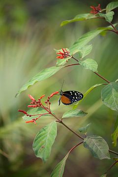 Tijger-Passiebloemvlinder (Heliconius hecale) van Ronald Pol