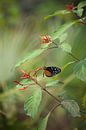 Tijger-Passiebloemvlinder (Heliconius hecale) van Ronald Pol thumbnail