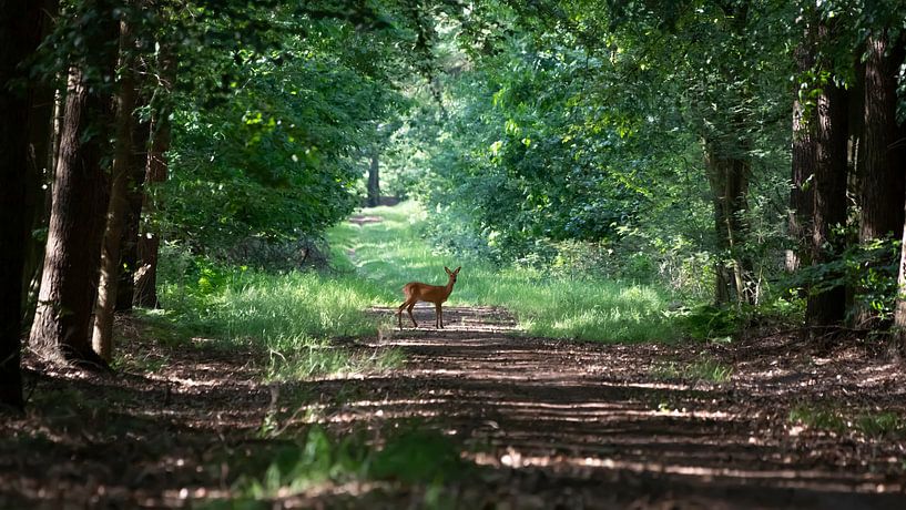 Ree dans une allée d'été par Bas Ronteltap