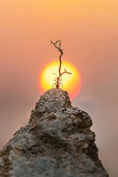 Kleine helden voor een groot licht