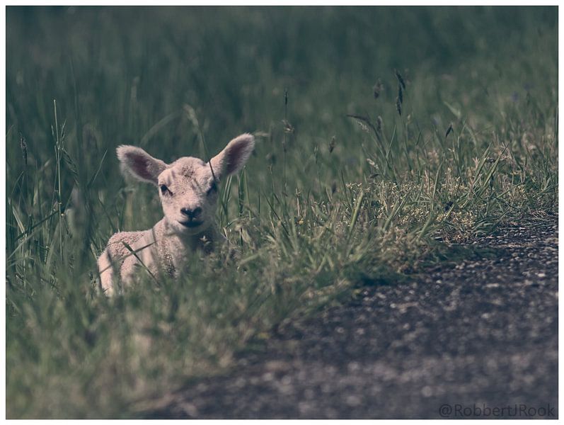 Lamb in the grass by RobbertJRook.nl
