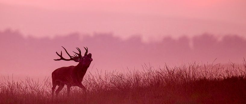 Burning red deer in the evening sun by Herwin Jan Steehouwer