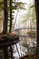 Fairy tale forest