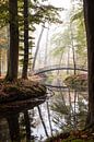 Fairy tale forest by Rob Willemsen photography thumbnail