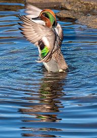 Teal by Han van der Staaij