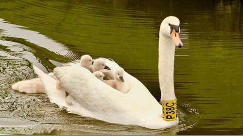 Swimming swan with cygnets