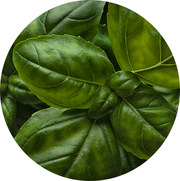 Groen basilicum plantje