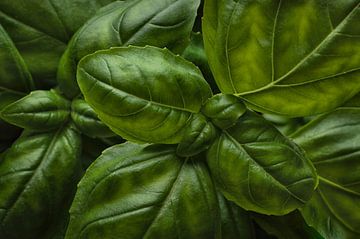 Green basil plant by Leon Brouwer