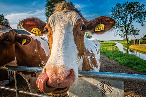 Kuh poliert die Nase sauber