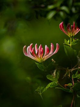 Chèvrefeuille sauvage