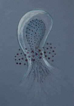 Jellyfish cloud