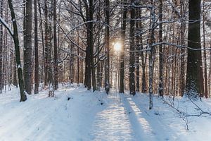 Forest in winter van Gunter Kirsch