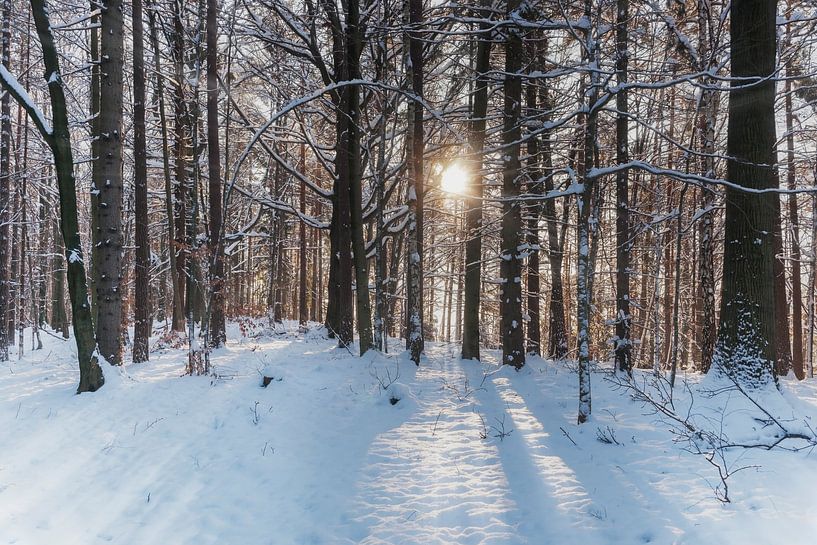 Forest in winter by Gunter Kirsch