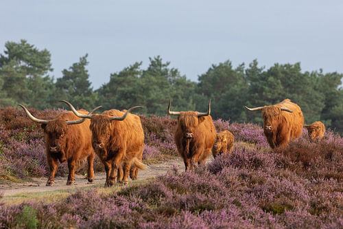 Scottish Highland cattle on the Wezep heath.